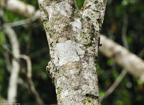 article-2071125-0F16245E00000578-926_964x703 - Mossy leaf-tailed gecko (Uroplatus sikorae).jpg